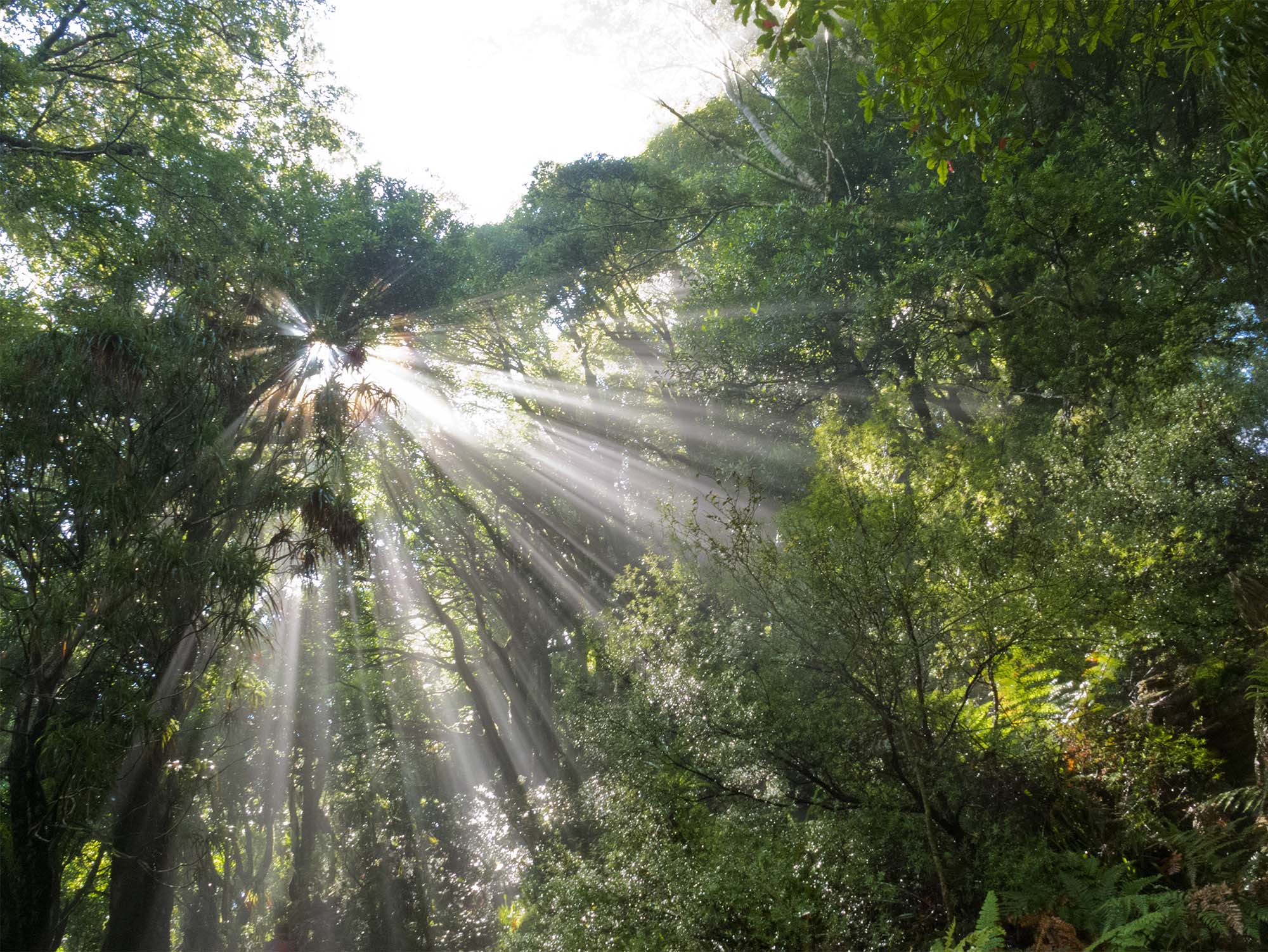 Featured image for “Greenest”